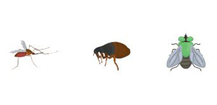 Insektenschutz bei Stechmücken, Wanzen und Flöhen