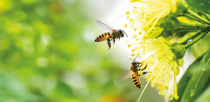 Insekten sind Boten des Sommers