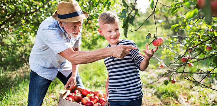 Großvater und Enkel beim Äpfelpflücken