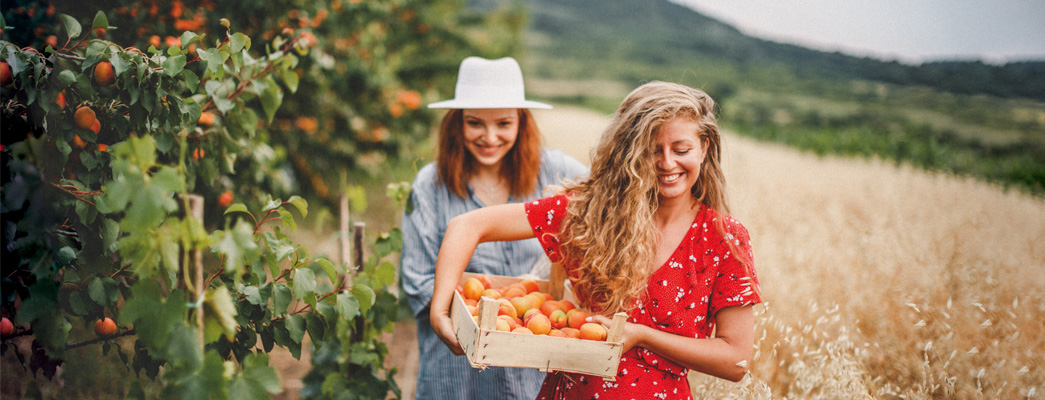 Zwei Frauen beim Obst ernten