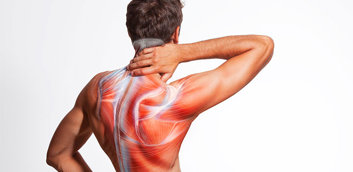 Muskelkraft im Faktencheck