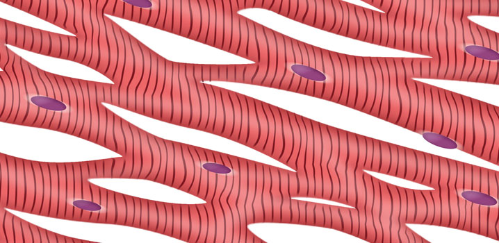 Unsere Muskeln im Überblick: Herzmuskulatur