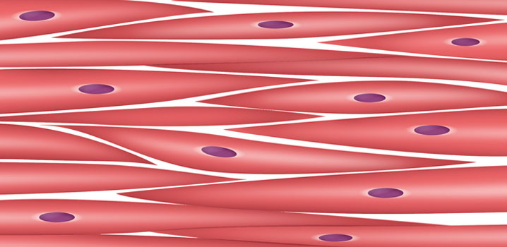 Unsere Muskeln im Überblick: Organmuskulatur