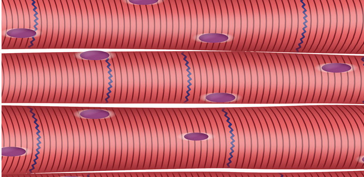 Unsere Muskeln im Überblick: Skelettmuskulatur