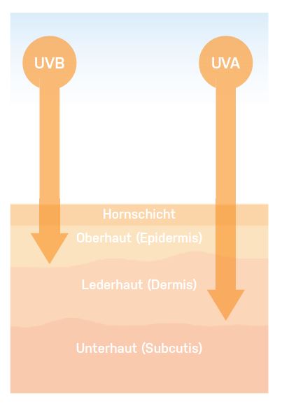Wie dringen UV-A und UV-B-Strahlen in die Haut?